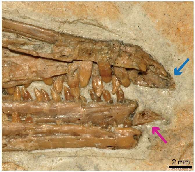Discovering the Origins of the Avian Predentary in Mesozoic Birds