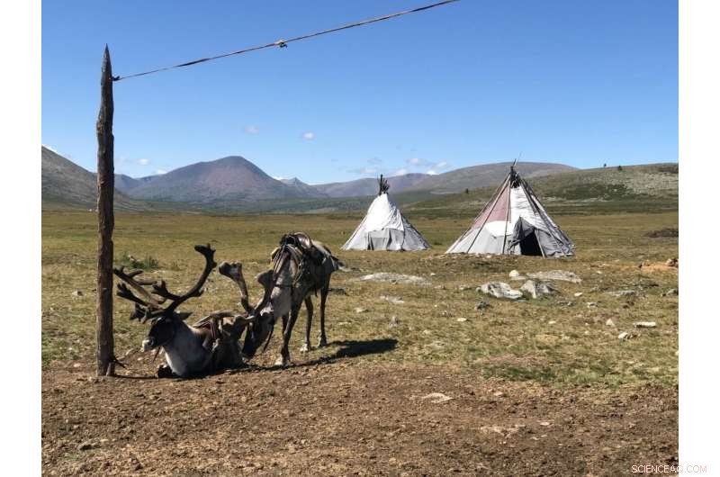 Melting Year‑Long Ice Threatens Mongolia’s Reindeer Herding Communities