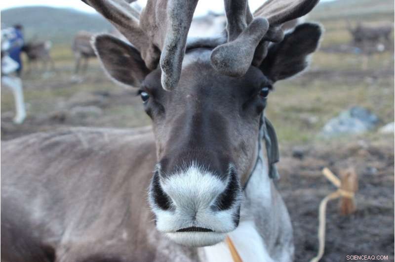 Melting Year‑Long Ice Threatens Mongolia’s Reindeer Herding Communities