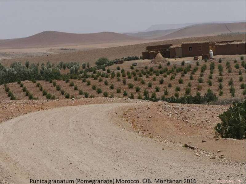 Who Profits from the Green Morocco Plan? An In-Depth Analysis of Income-Generating Activities