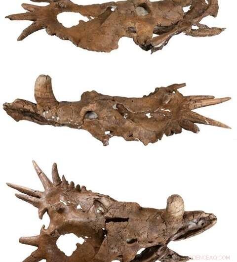 Styracosaurus Skull Reveals New Insights into Horned Dinosaur Identification