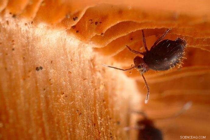 16‑Million‑Year‑Old Fossil Reveals Springtails Hitchhiking on a Winged Termite