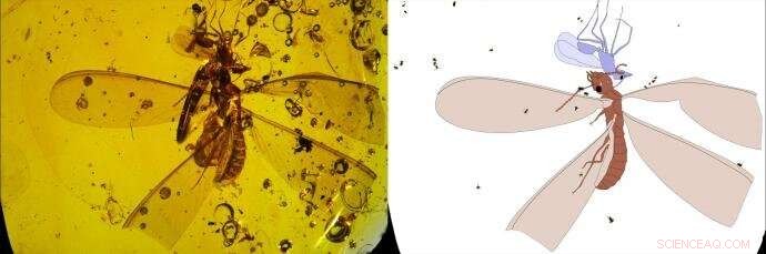 16‑Million‑Year‑Old Fossil Reveals Springtails Hitchhiking on a Winged Termite