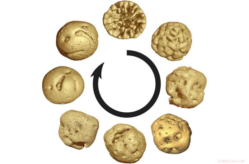 New Fossil Models Show Animal Embryos Developed Before Complex Animals