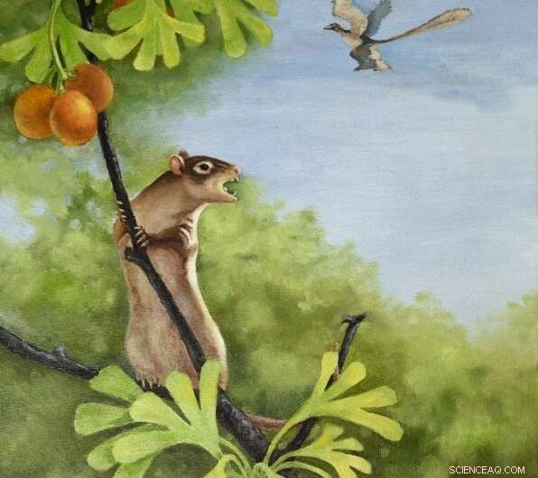 New Cretaceous Mammal Fossil Illuminates Middle Ear Evolution