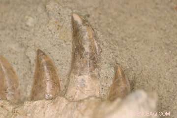 New Study Shows Dinosaurs Replaced Teeth at Rates Comparable to Sharks