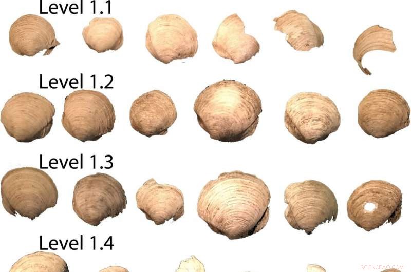New Study Decodes Ancient Puerto Rican Clam Barbecue Techniques