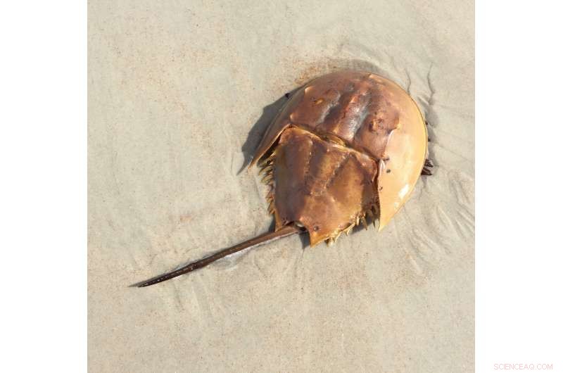 Compound Eyes: 400-Million-Year-Old Visual System of Modern Horseshoe Crabs