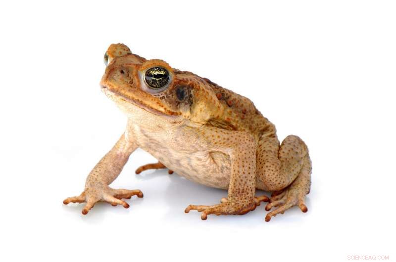 Researchers Call for Greater Recognition of Citizen Scientists in Academic Publishing