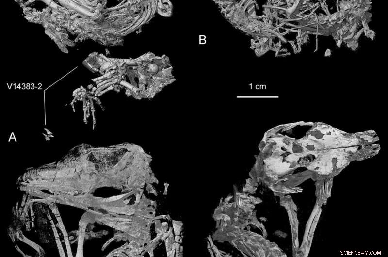New Cretaceous Mammal Reveals Early Separation of Hearing and Chewing Modules