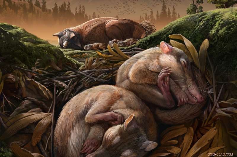 New Cretaceous Mammal Reveals Early Separation of Hearing and Chewing Modules