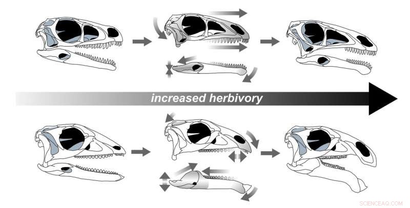 How Unrelated Herbivorous Dinosaurs Independently Evolved Dull Teeth, Long Skulls, and Specialized Bites