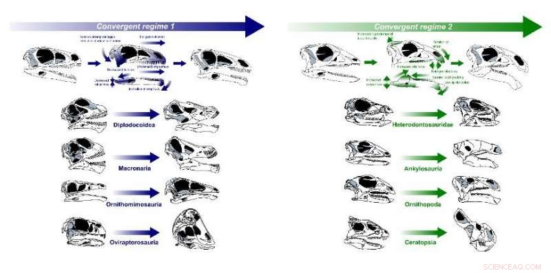 How Unrelated Herbivorous Dinosaurs Independently Evolved Dull Teeth, Long Skulls, and Specialized Bites