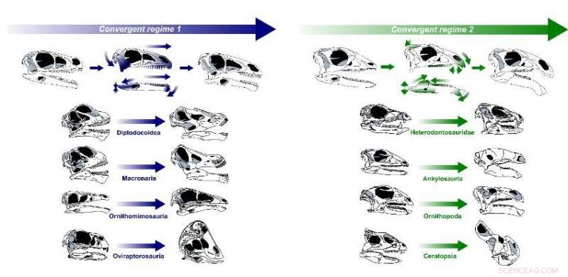 How Unrelated Herbivorous Dinosaurs Independently Evolved Dull Teeth, Long Skulls, and Specialized Bites