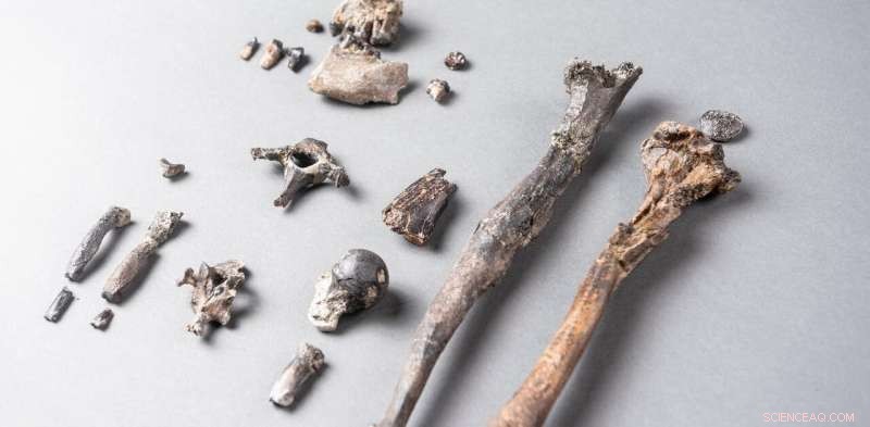 New Fossil Challenges Conventional View of Human Bipedal Evolution