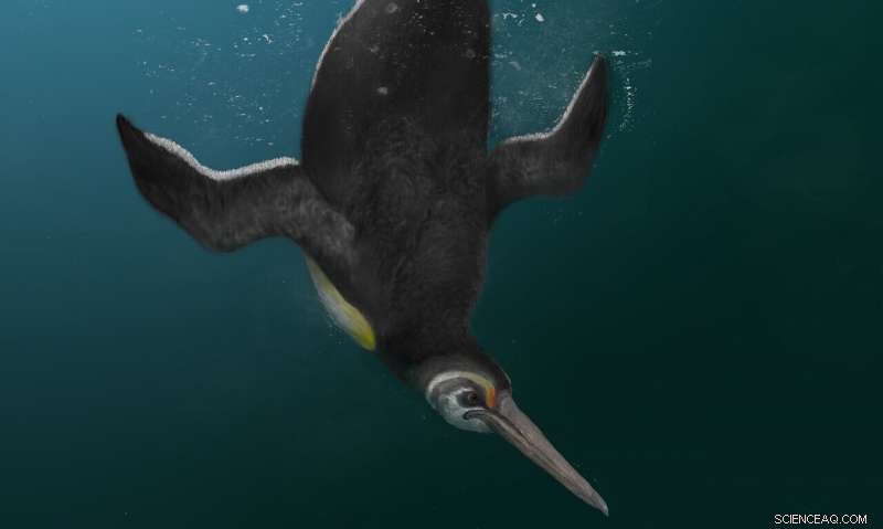 Giant Penguins Reign After the Dinosaurs  Demise
