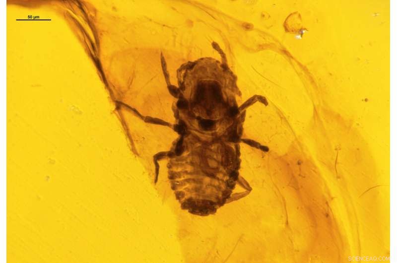 Ancient Lice‑Like Insects Unearthed Feeding on Dinosaur Feathers