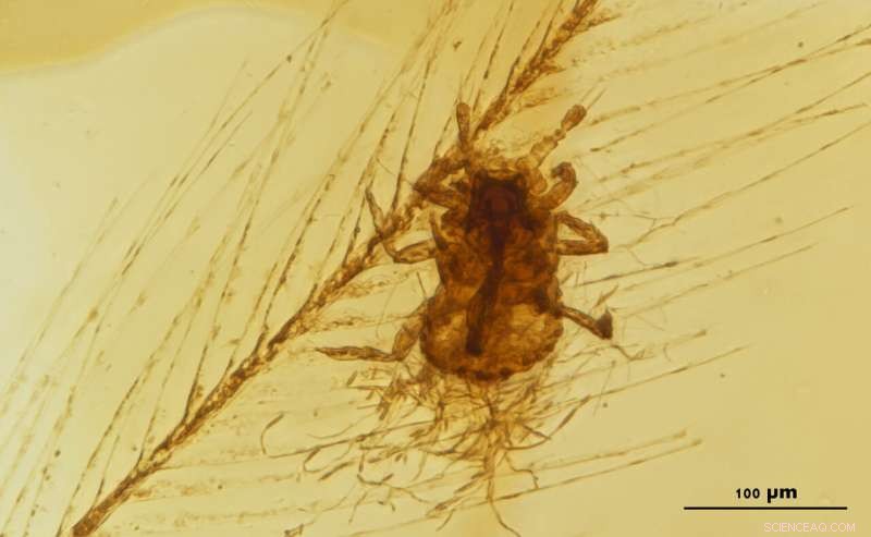 Ancient Lice‑Like Insects Unearthed Feeding on Dinosaur Feathers