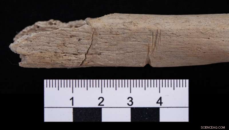 Isotope Analysis Reveals Former Mayan POWs in Uxul Reservoir