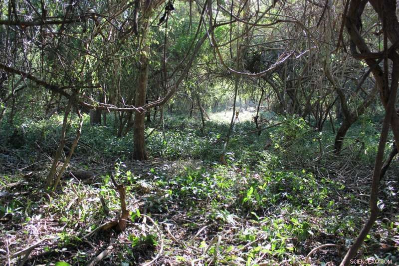 New Study Decodes Ancient Diets Using Artifact Analysis