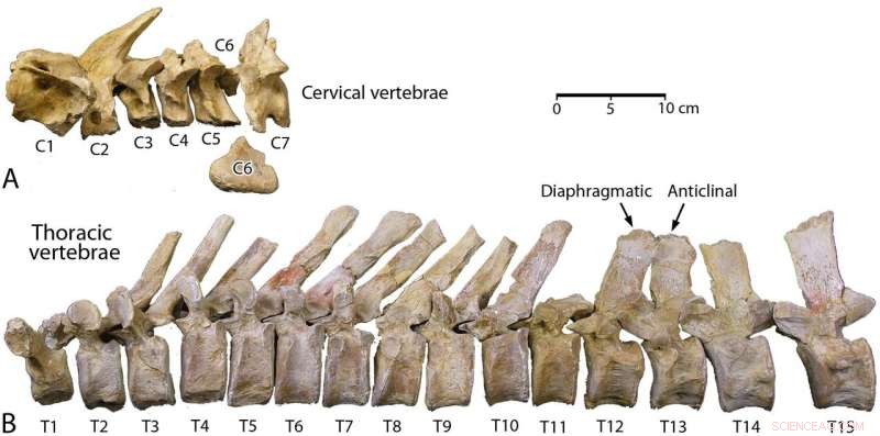 Fossil Whale Aegicetus Reveals Transitional Phase from Leg-Driven to Tail-Propelled Locomotion