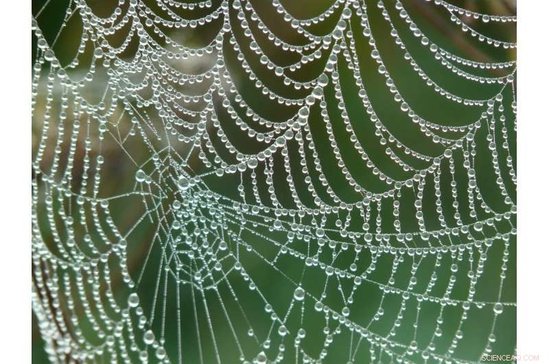 Decoding Prey Detection: The Mathematical Principles Behind Spider Orb-Webs