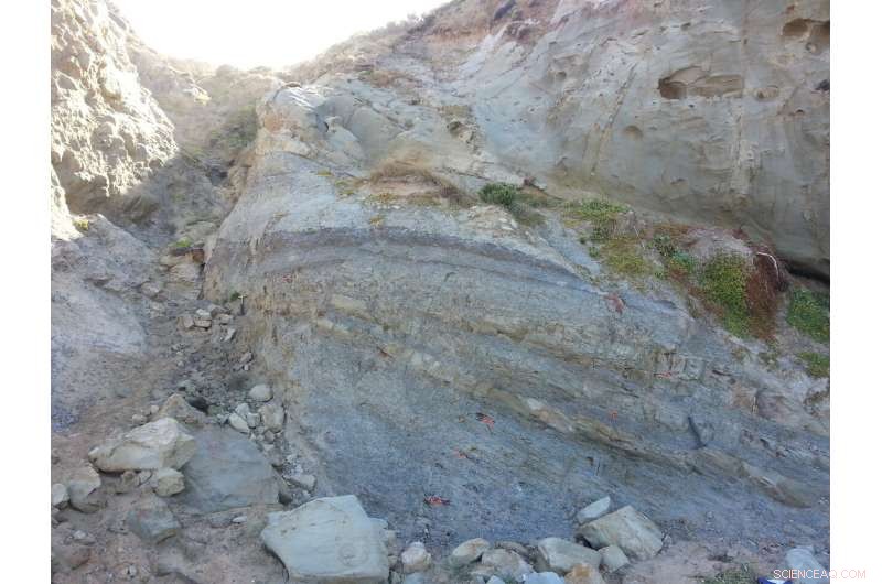 Australia s Earliest Flowering Plants Uncovered: 126-Million-Year-Old Fossils