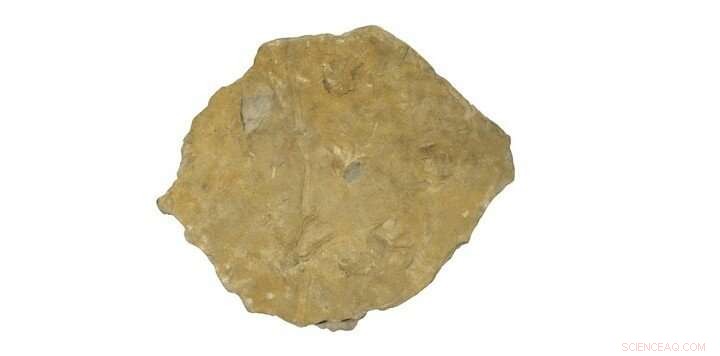 New 3‑D Scan Unveils 340‑Million‑Year‑Old Amphibian Tracks, Oldest in the UK