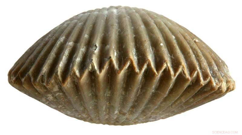 Mathematics & Mechanics Reveal Why Bivalve Shells Interlock Perfectly
