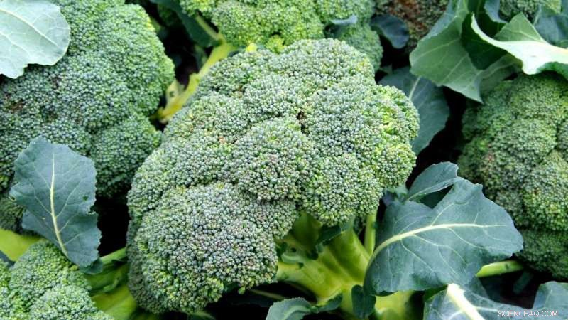 Cornell Study Finds California Broccoli Superior in Taste and Appearance to New York Varieties