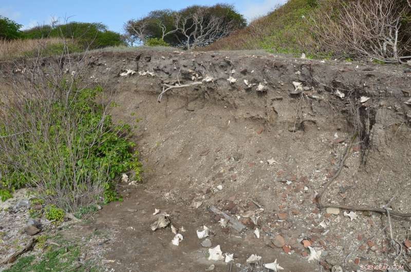 New Study Reveals Greater Antilles as First Caribbean Settlement Site