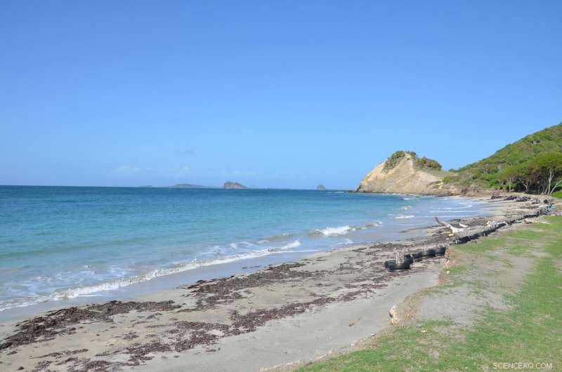 New Study Reveals Greater Antilles as First Caribbean Settlement Site