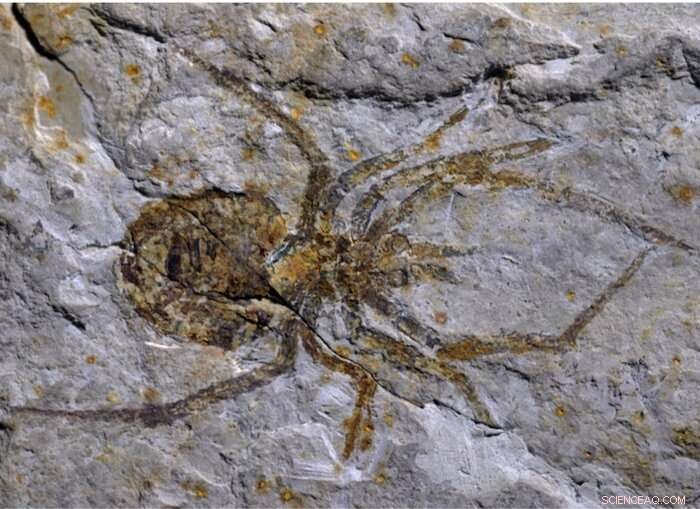 Ancient Spider Fossil Revealed as Crayfish: Science Corrects Hoax