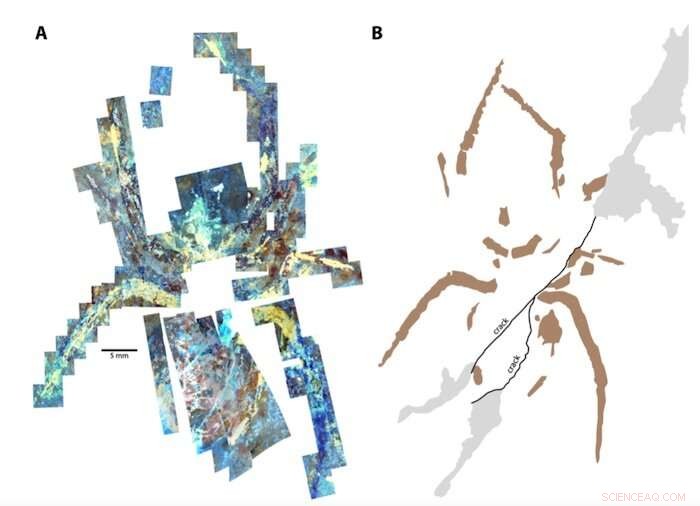 Ancient Spider Fossil Revealed as Crayfish: Science Corrects Hoax