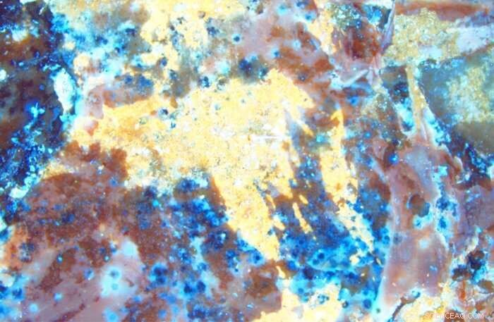 Ancient Spider Fossil Revealed as Crayfish: Science Corrects Hoax