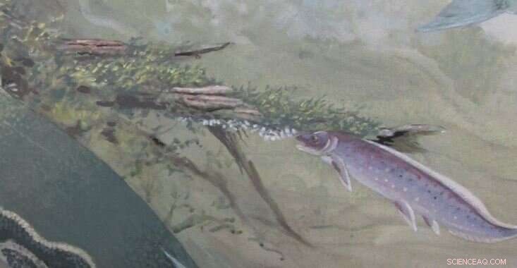 New African Lungfish Discovery Expands 400‑Million‑Year Fish Lineage