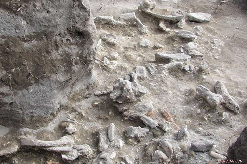 Reexamining the Extinction of Homo erectus: Insights from Ngandong Finds