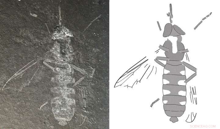 110‑Million-Year‑Old Wasp‑Mimicking Fly Unearthed in South Korea, Named for Psy’s  Gangnam Style 