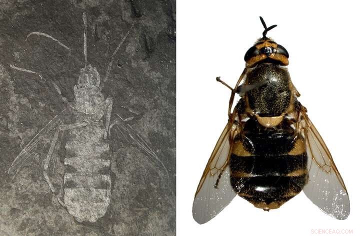 110‑Million-Year‑Old Wasp‑Mimicking Fly Unearthed in South Korea, Named for Psy’s  Gangnam Style 