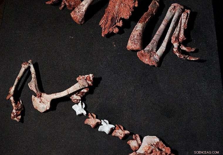 Triassic Wonders of Brazil s Pampas: Rediscovering an Ancient Dinosaur Legacy