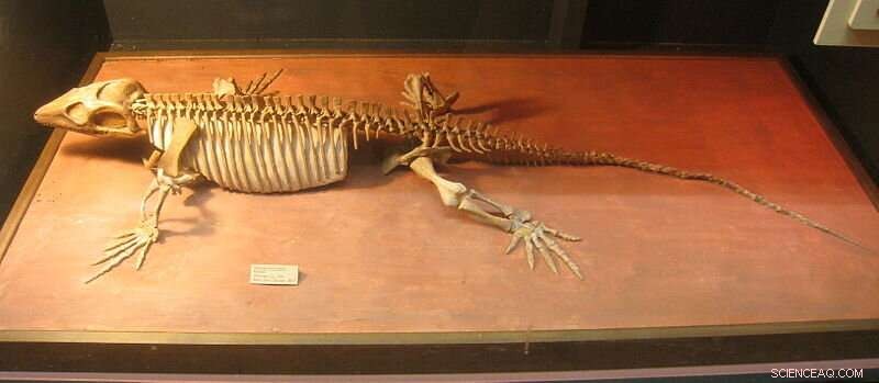 New Fossil Uncovers Earliest Parental Care in Earth s History