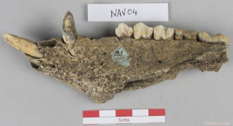 Massive Feasts at Ancient Ulster Capital Revealed by Animal Transport Study