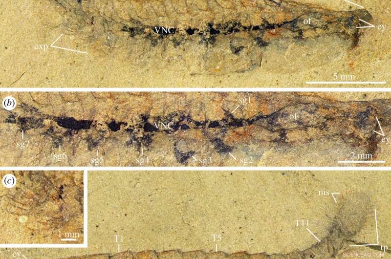 Scientists Discover 500-Million-Year-Old Fossilized Arthropod Brain, Shedding Light on Early Nervous Systems