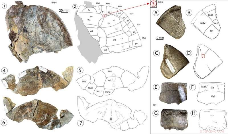 New Turtle Species Discovered in Texas Fossil Site Reveals Intercontinental Migration Patterns