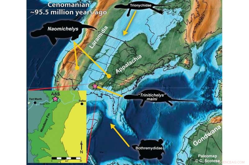New Turtle Species Discovered in Texas Fossil Site Reveals Intercontinental Migration Patterns