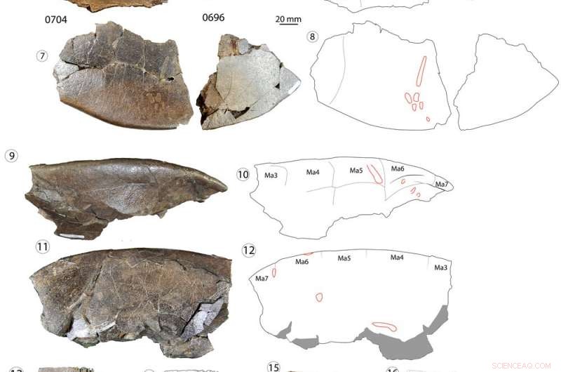New Turtle Species Discovered in Texas Fossil Site Reveals Intercontinental Migration Patterns