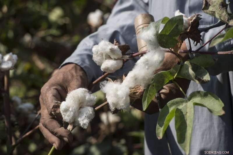 Sixty Years Later: Africa Pursues a Sustainable Growth Model