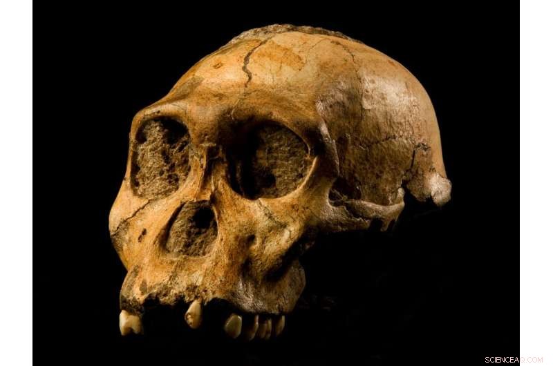 Rapid Archaeological Discoveries Accelerate Understanding of Human Origins