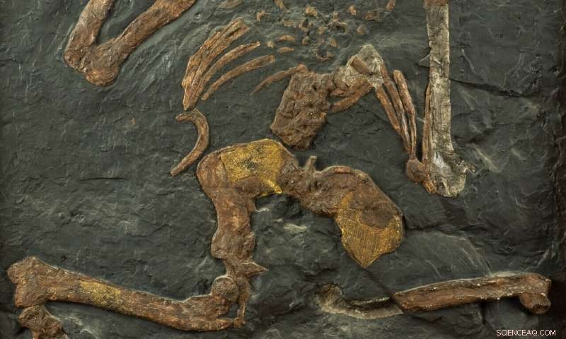 New Study Shows Oreopithecus B. Neither Bipedal nor Arboreal, Redefining Hominoid Evolution