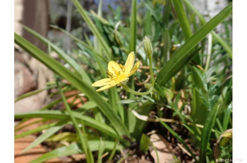 170,000-Year-Old Evidence Shows Early Humans Cooked Starchy Foods in South Africa